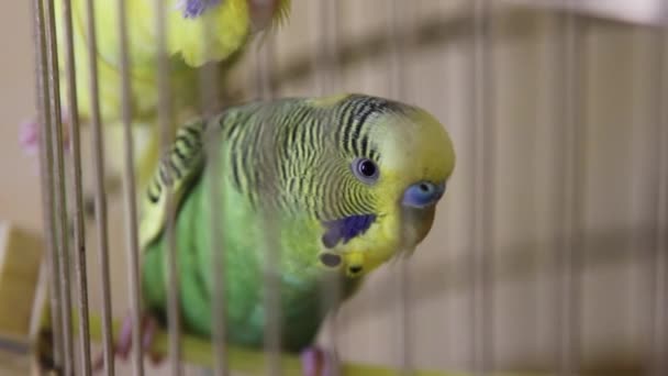 Papoušek — Stock video