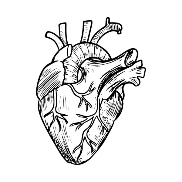 在白色背景下孤立的解剖学心脏的涂鸦 人体器官 手绘矢量图解 — 图库矢量图片