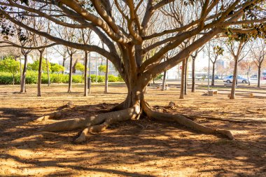 Bir parkta kökleri topraktan çıkmış büyük yaşlı ağaç, güzel ve görkemli olduğu kadar eski ve bakımsızdır..