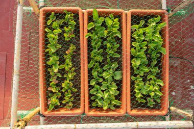 Onları kuşlardan korumak için sazlık ve ağ yapısı olan bir şehir bahçesindeki turp ürününün en üst görüntüsü. Sağlıklı gıda konsepti.