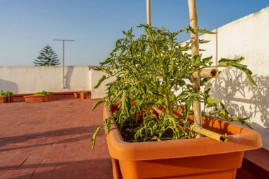 Bahçe sebzeleri. Terasta sebze bahçesi. Bitkiler, domatesler kabın içinde büyüyor.