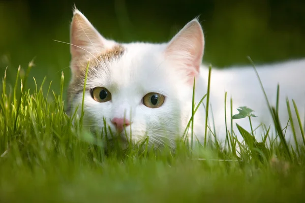 Cat in a grass — Stock Photo, Image