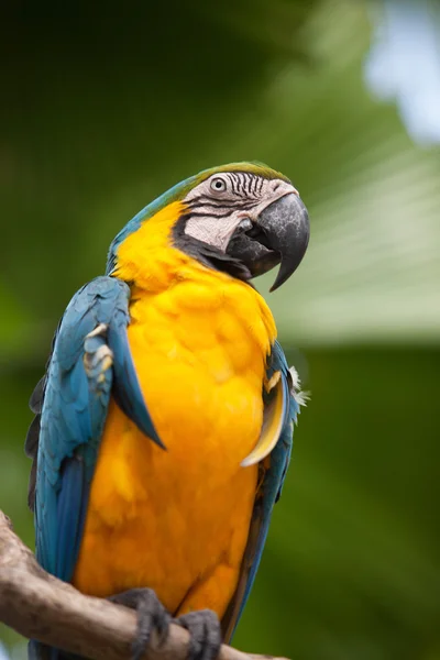 Papagaio 2 — Fotografia de Stock