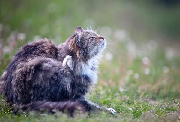 Cat in a grass 2 — Stock Photo, Image