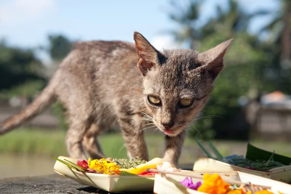 Ugly cat — Stock Photo, Image