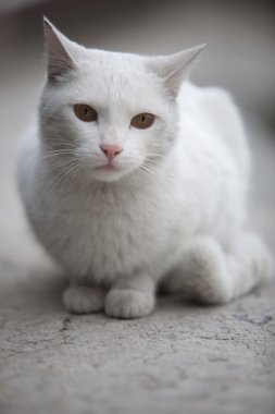 beyaz kedi.