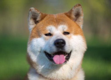 Akita. Dog.