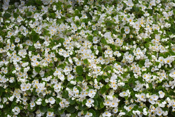 Glade üzerinden beyaz çiçekler