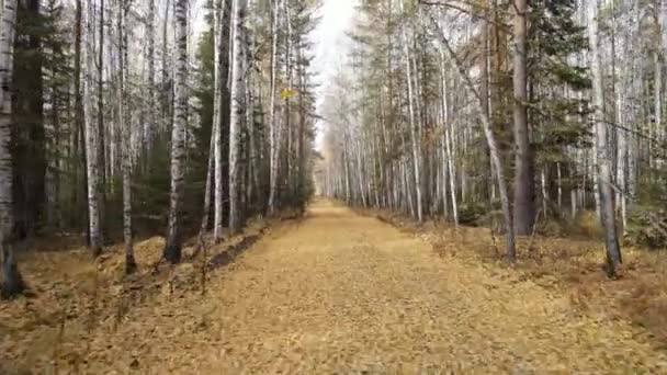 Magiczny Złoty Liść Spada Jesiennym Lesie Upadłe Liście Pełzają Żółty — Wideo stockowe