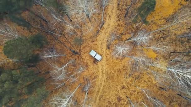 Zoom arrière lent de la forêt dorée mystique et mystérieuse à la fin de l'automne. — Video