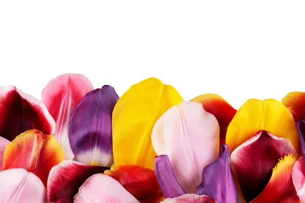 Petals of tulips — Stock Photo, Image