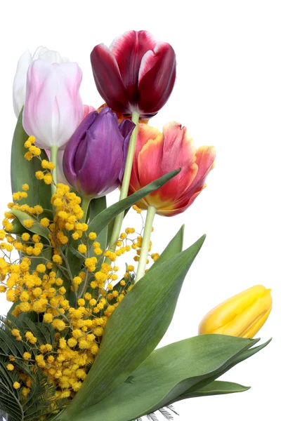 Tulips and mimosa — Stock Photo, Image