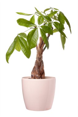 bir pot pachira aquatica çiçek