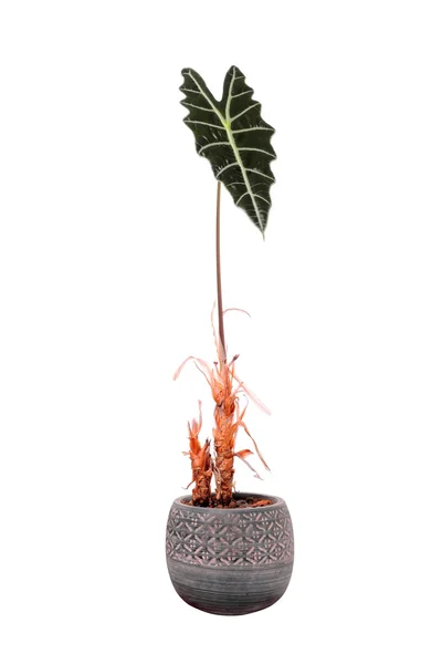 Flower in a pot Alocasia sanderiana — Stock Photo, Image