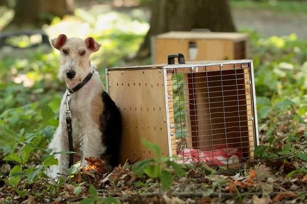 Volpe-terrier — Foto Stock