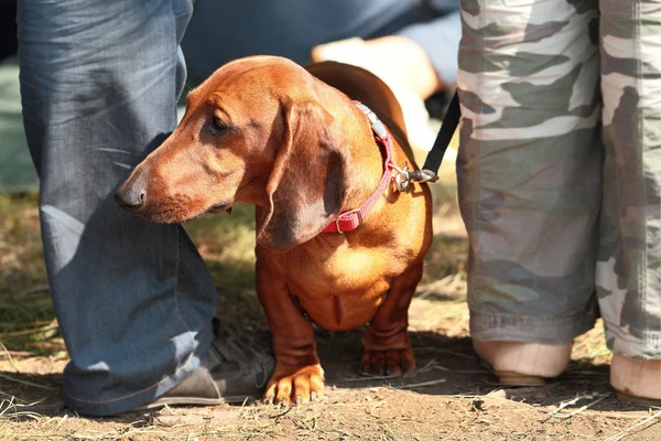 Dachshund bacaklarının arasına