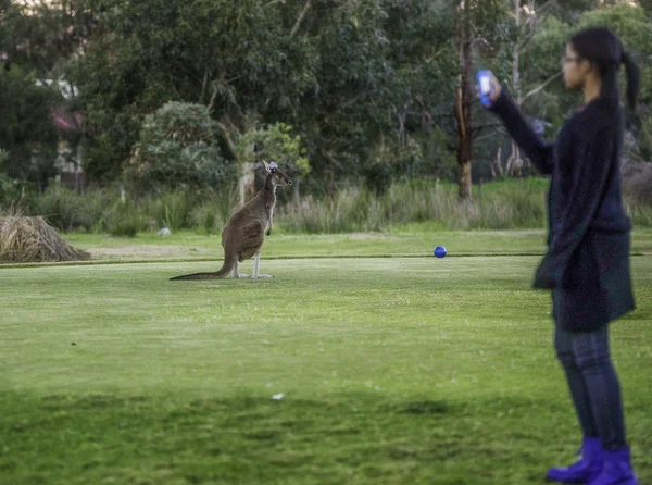 Teenage girl photographing Wallaby — Stock Photo, Image