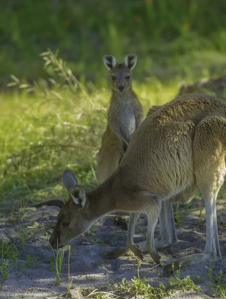 Kangaroo and Joey in Perth's Swan valley — Stock Photo, Image