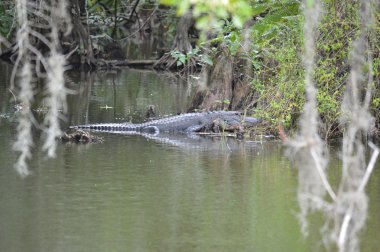 Timsah yakınındaki bataklık çimenlerin üzerinde