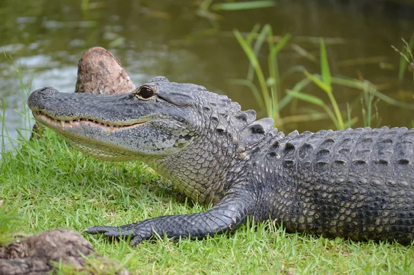 Аллигатор на траве возле болот — стоковое фото