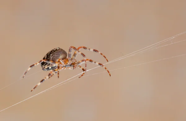 Павук на струні Стокове Фото