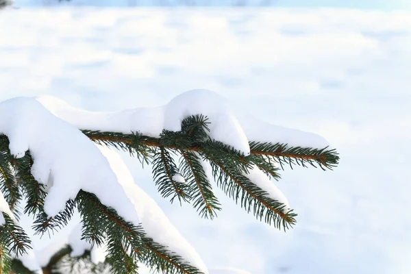 Wonderful View Conifer Tree Blizzard — Stock Photo, Image