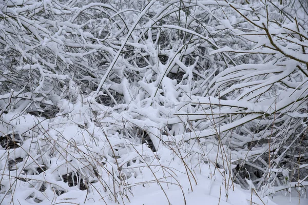 Зимовий Сніжний Чагарник Похмуру Погоду Фокусі Тла — стокове фото