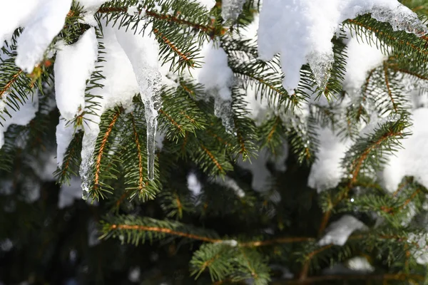 Melting Snow Spring Formed Icicle Coniferous Tree — Stock Photo, Image