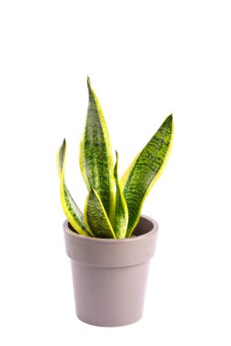 Sansevieria Laurentii saksıda beyaz arka planda..