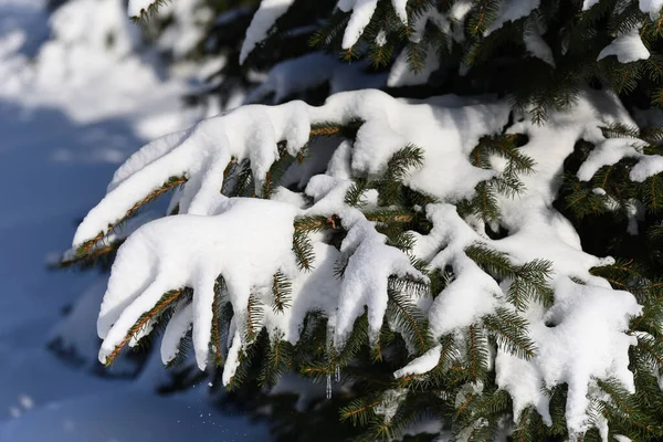 Melting Snow Spring Formed Icicle Coniferous Tree — Stock Photo, Image
