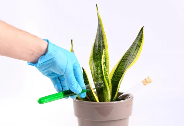 Bitkiyi Kimyasallar Katkı Maddeleriyle Sula — Stok fotoğraf