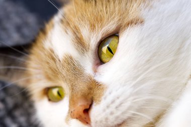 Üç renkli saç portresi olan kedi..