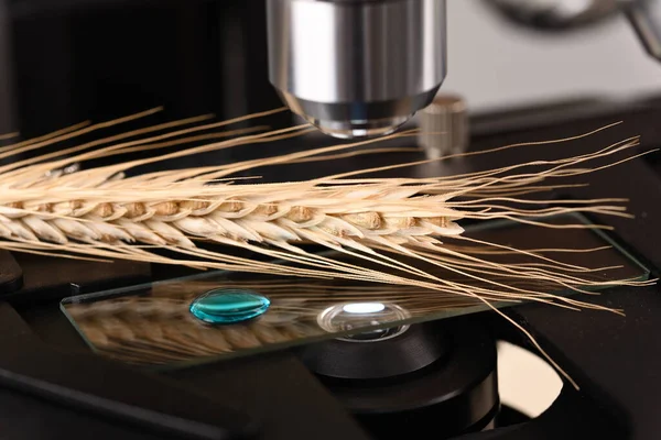 Wheat Grain Microscope Slide Microscope — Stock Fotó