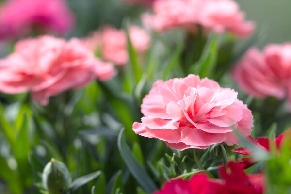 Balcony or terrace flowers in sunny day.