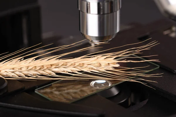 Wheat Grain Microscope Slide Microscope — Stock Fotó
