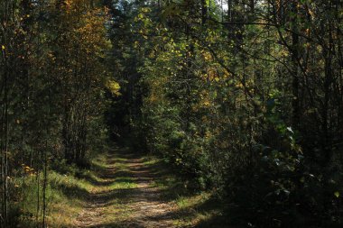 Sonbahar ormanlarında ağaçların gölgesi.