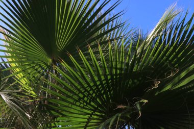 Mavi gökyüzü karşı yeşil palmiye yaprakları