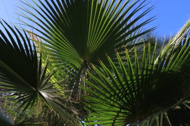 Mavi gökyüzü karşı yeşil palmiye yaprakları