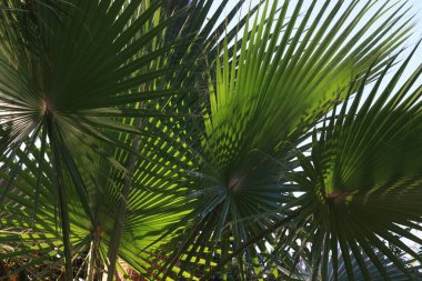 Arkaplan resmi olarak yeşil palmiye yaprakları