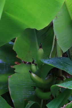 Vahşi doğada ağaç gövdesinde yeşil muzlar