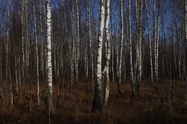 Sonbaharın sonlarında güneşli bir günde huş ağacı.