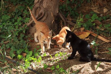 Kızıl kediler bahçede oynuyorlar.