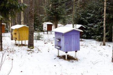 Apiary in the forest in winter. Multicolored beehives in a forest apiary in winter.