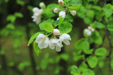 Apple tree twigs with blooming white flowers after rain