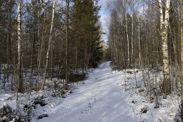 Día Soleado Bosque Abedules Invierno —  Fotos de Stock