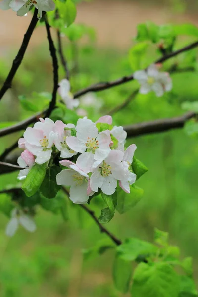 Apple Tree Twigs Blooming White Flowers Rain — Fotografia de Stock