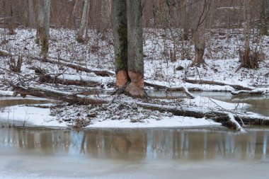 Beavers gnawed a tree on the banks of a frozen river