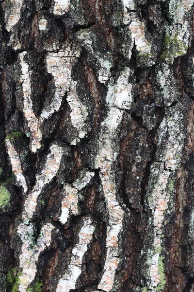 자작나무 껍질의 자연적 이미지 자작나무 껍질의 — 스톡 사진