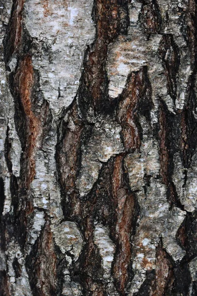 Immagine Sfondo Naturale Corteccia Betulla Struttura Naturale Corteccia Betulla — Foto Stock