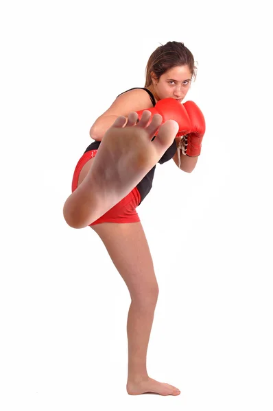 Boxer — Stock Photo, Image